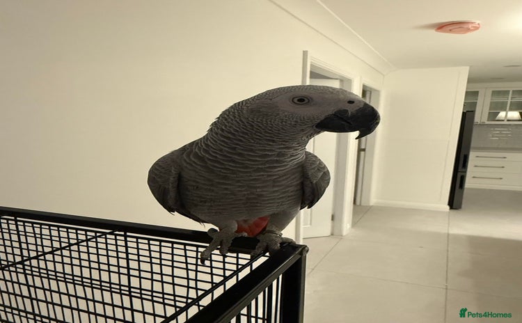 Parrots birds - Advert 1