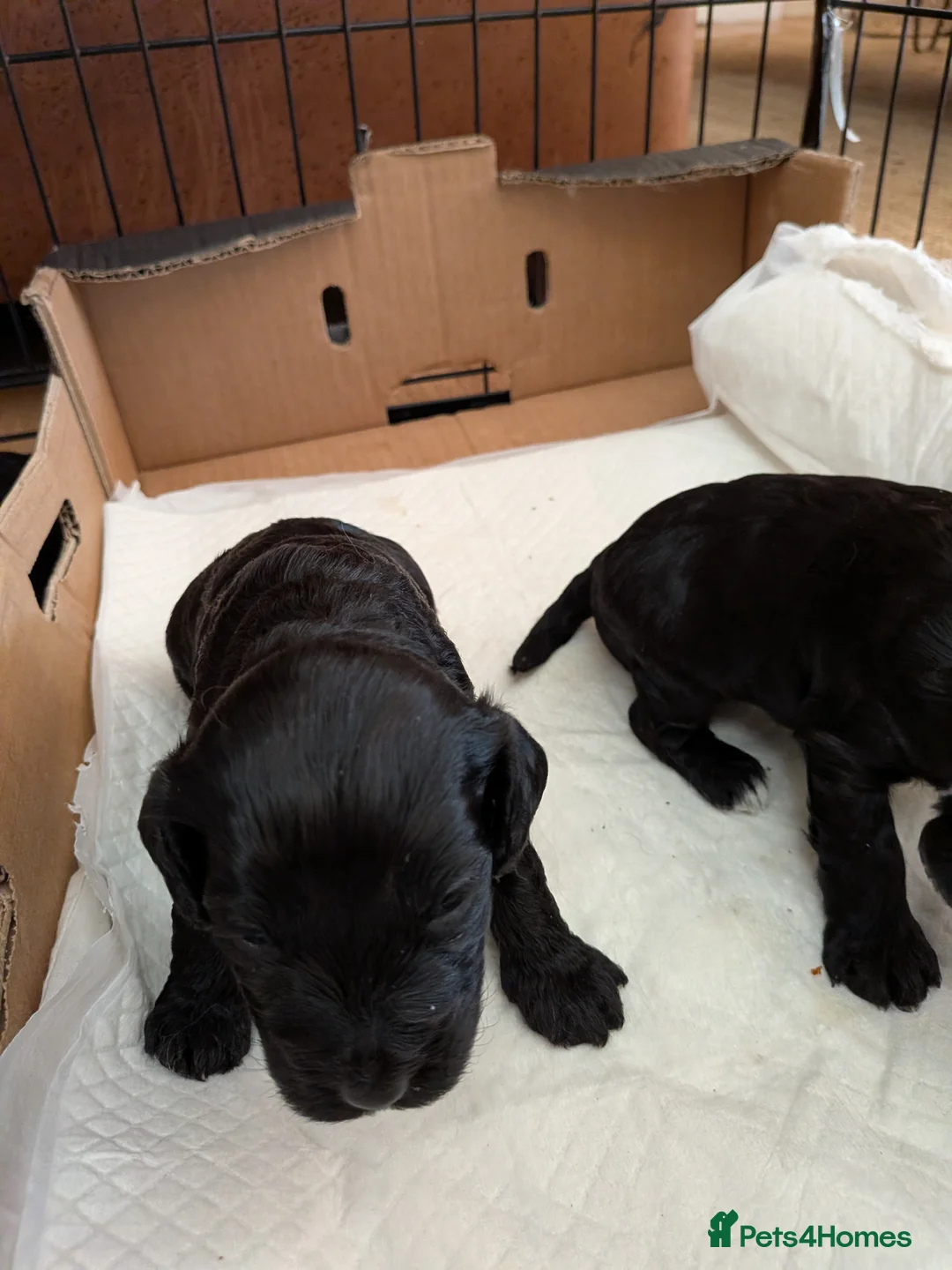 Cockapoo dogs for sale: Black Cockapoo pups with tiny white markings  in Bolton - Advert 19