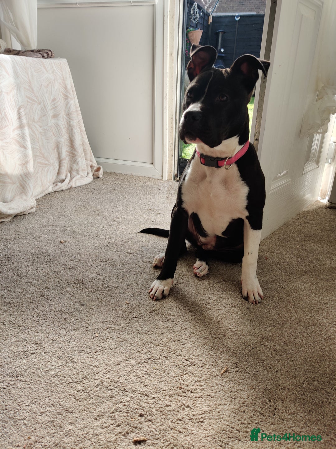 Staffordshire Bull Terrier dogs for sale: Beautiful staffy - Image 1
