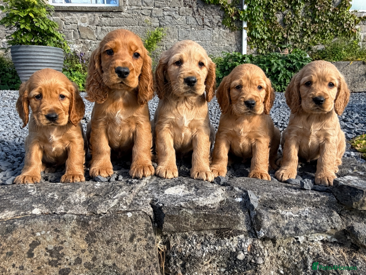Cocker Spaniel dogs Show Type Cocker Spaniel Puppies/ DNA TESTED M&D - Advert 1