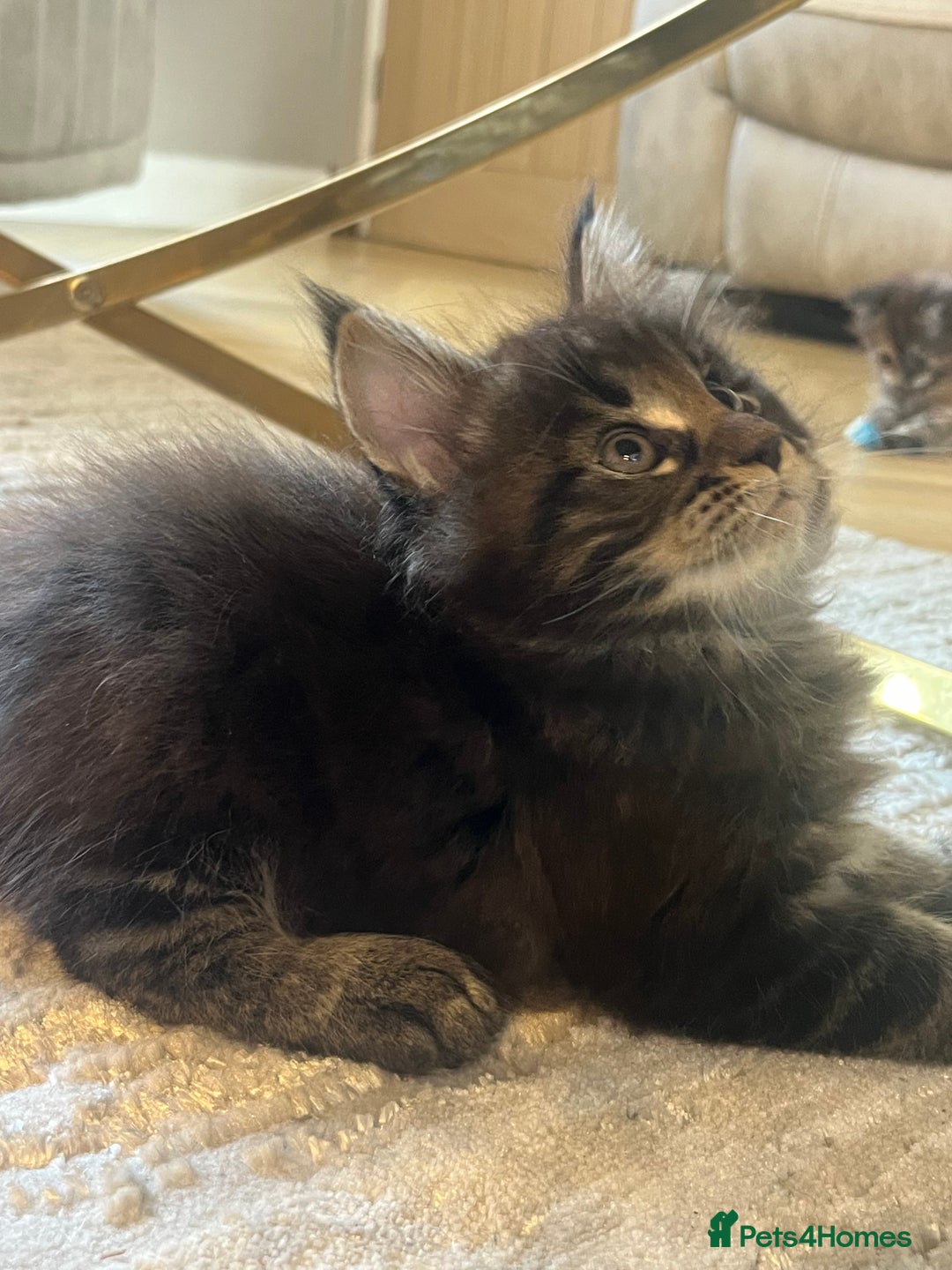 Maine Coon cats for sale: Beautiful Maincoon  - Image 7
