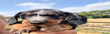 Miniature Dachshund 1