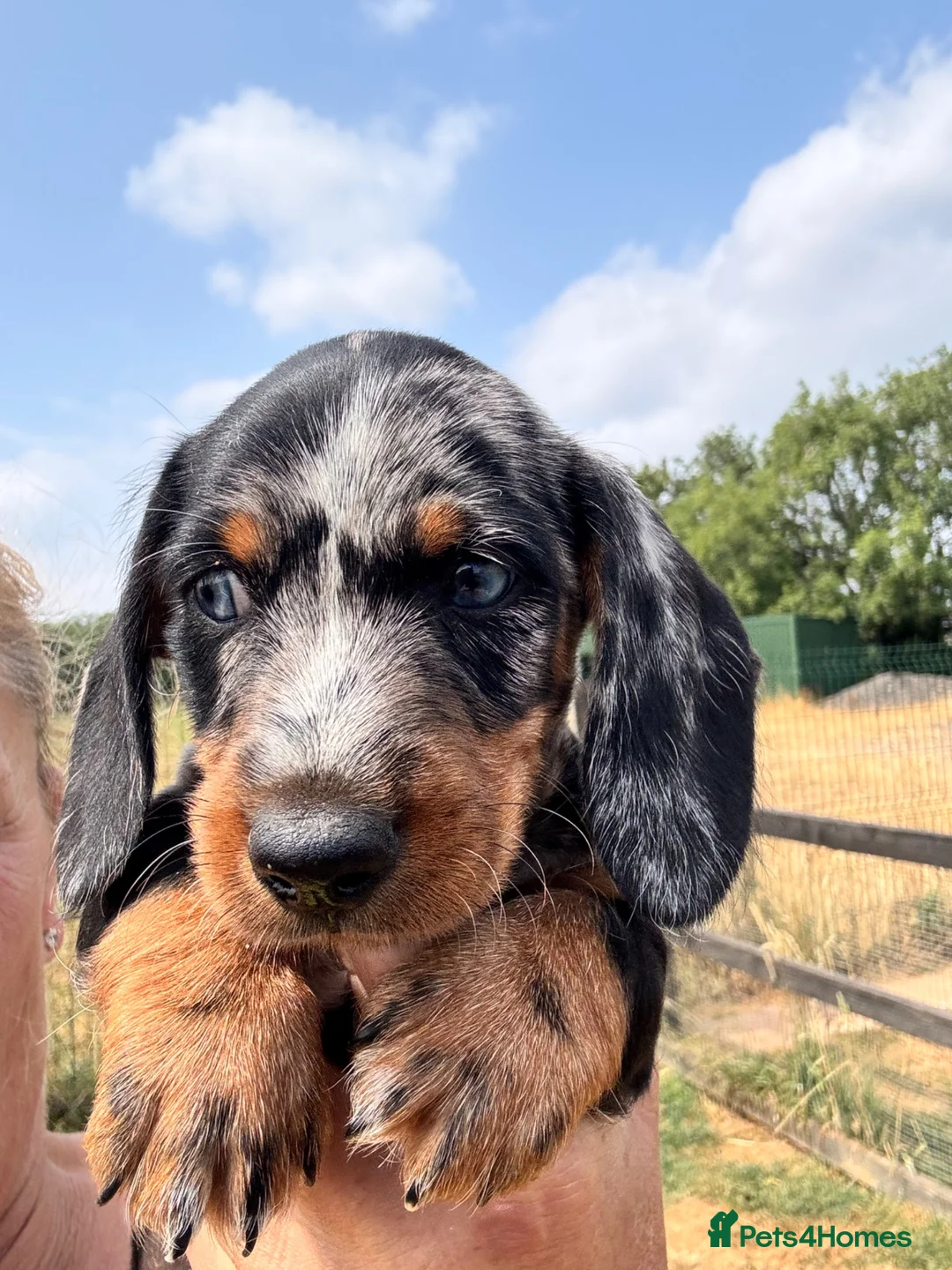 Miniature Dachshund dogs for sale: Miniature dachshunds  - Advert 15