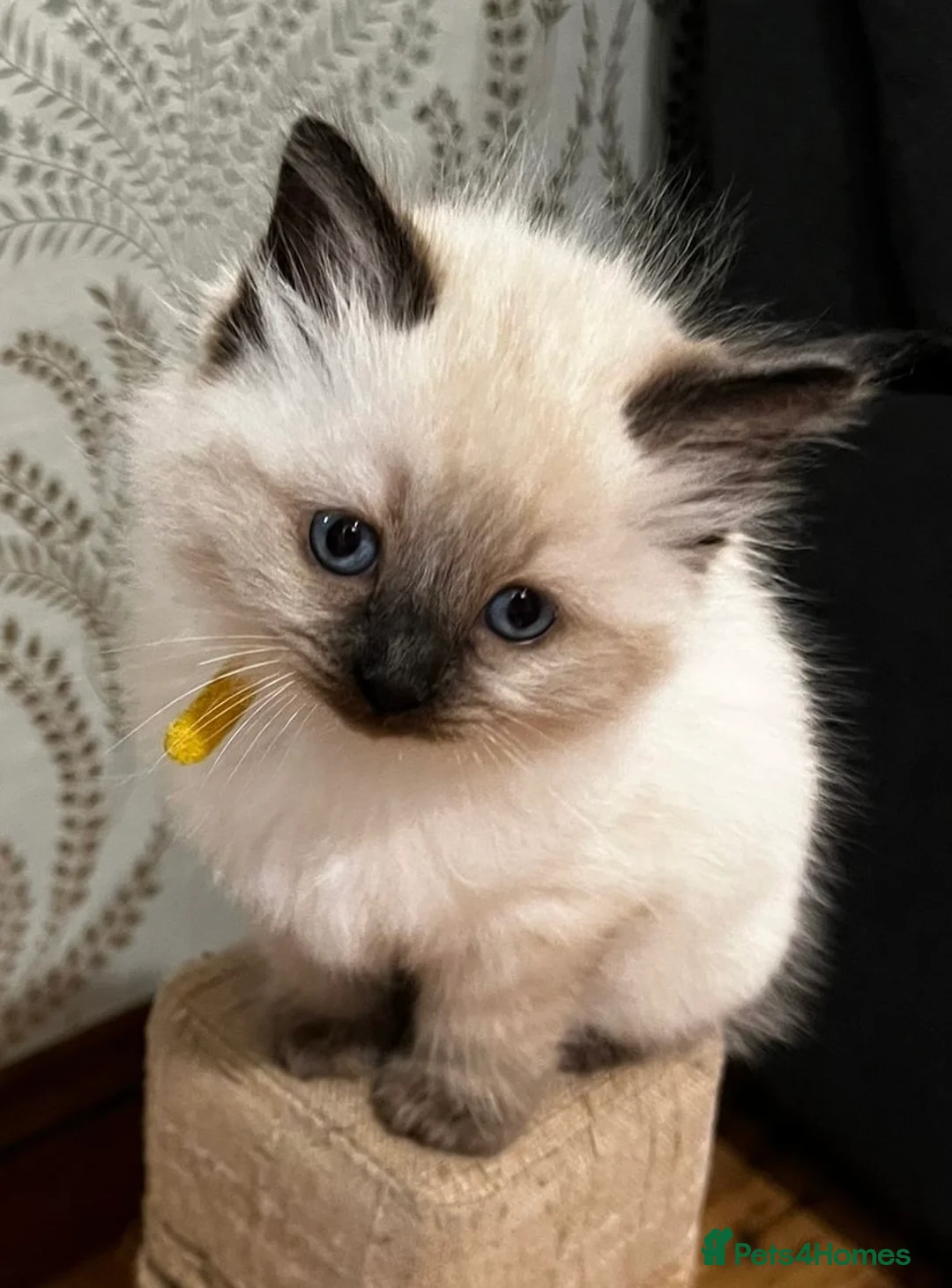 Ragdoll cats for sale: Ragdoll Kittens - Advert 20