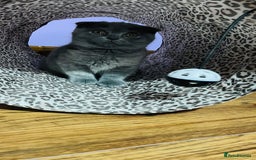 Scottish Fold cats for sale: Beautiful litter of Scottish fold  😍 - Image 15