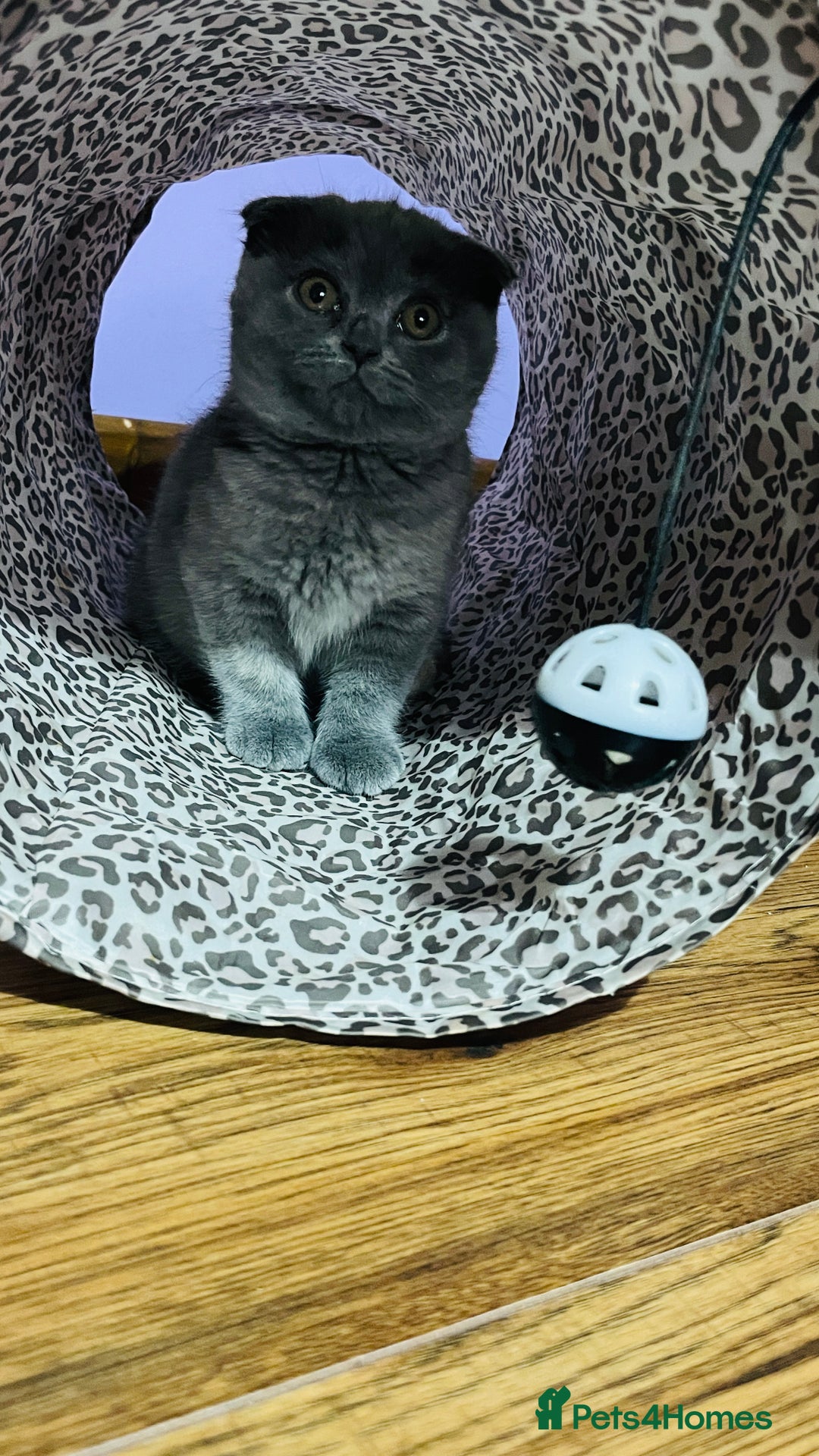 Scottish Fold cats for sale: Beautiful litter of Scottish fold  😍 - Image 15