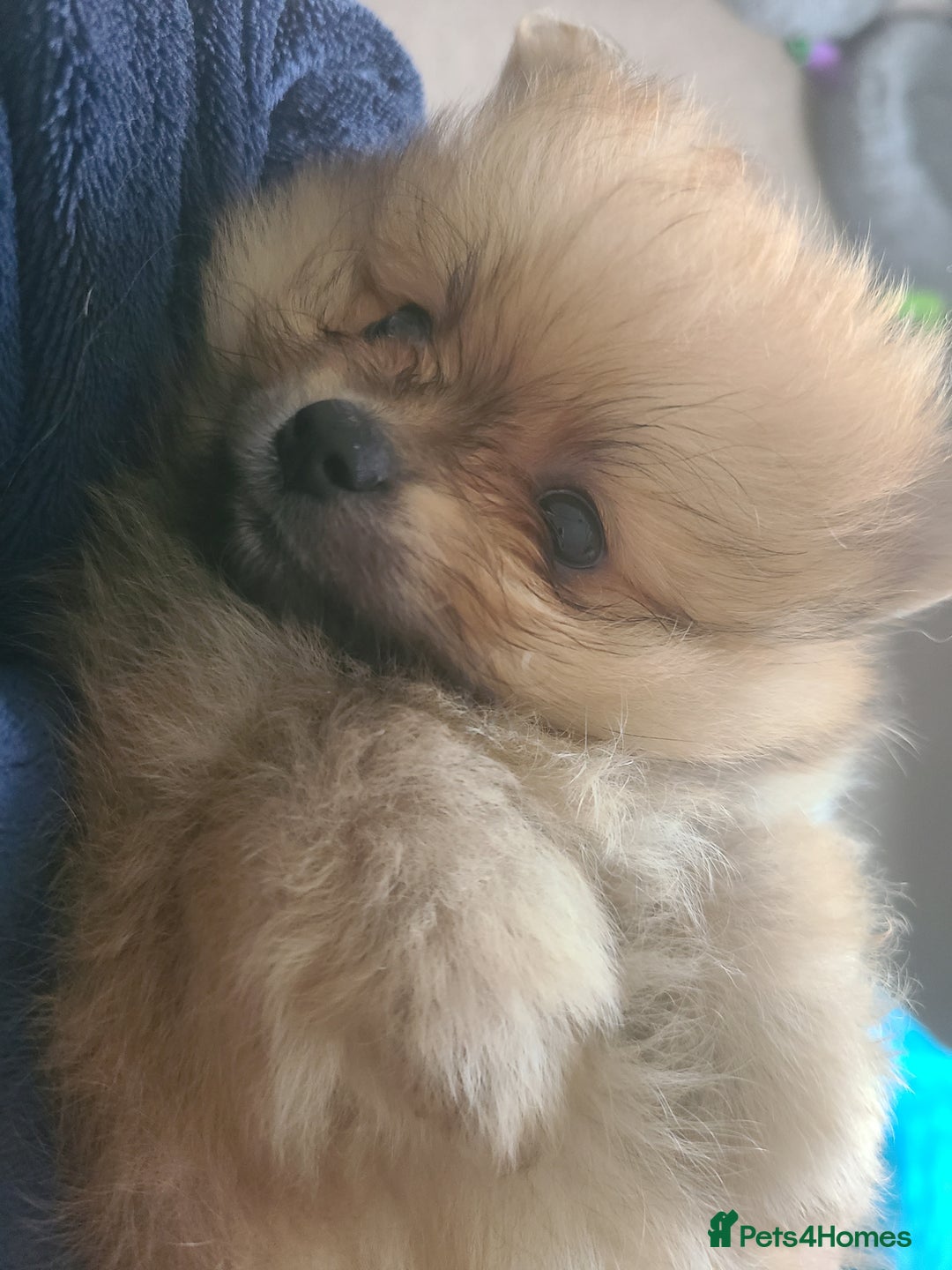 Pomeranian dogs for sale: Pomeranian puppies ready now 1 male left! - Advert 5