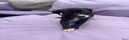 Staffordshire Bull Terrier dogs for sale: 6 Beautiful puppies in Dagenham - Advert 6