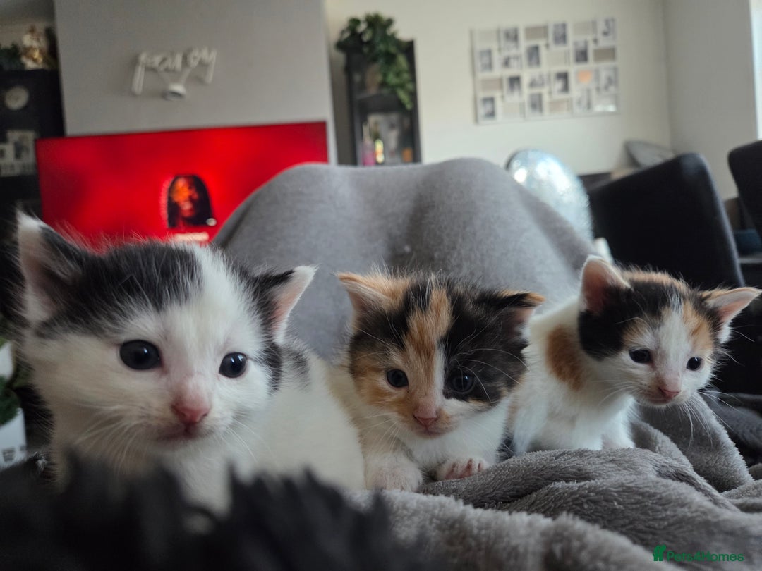 Mixed Breed cats for sale: 5 Fabulous kittens - Advert 14