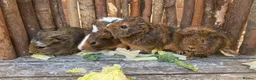 Guinea Pig rodents for sale: Abyssinian/ long-haired babies - Advert 1