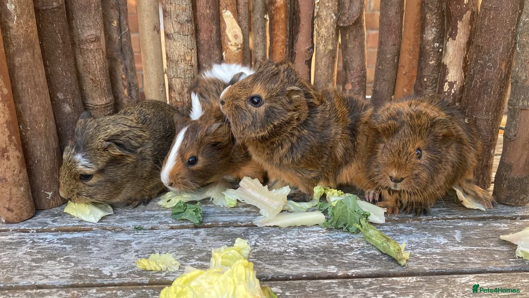 Guinea Pig rodents for sale: Abyssinian/ long-haired babies - Advert 1