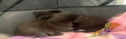 Russian Blue cats for sale: Litter of 4 mixed kittens  - Advert 4