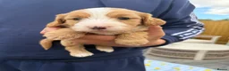 Cockapoo dogs for sale: 5 miniature cockapoos  - Advert 21