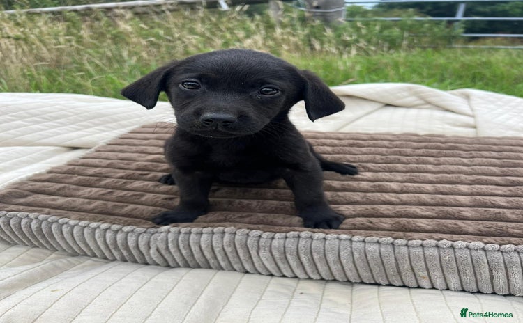 Labrador Retriever dogs - Advert 4