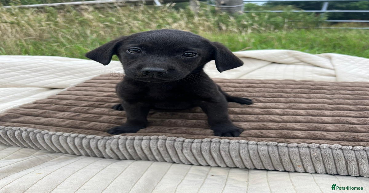 Fit English Lab Black Lab Face Classic Cotton T-Shirt Tee