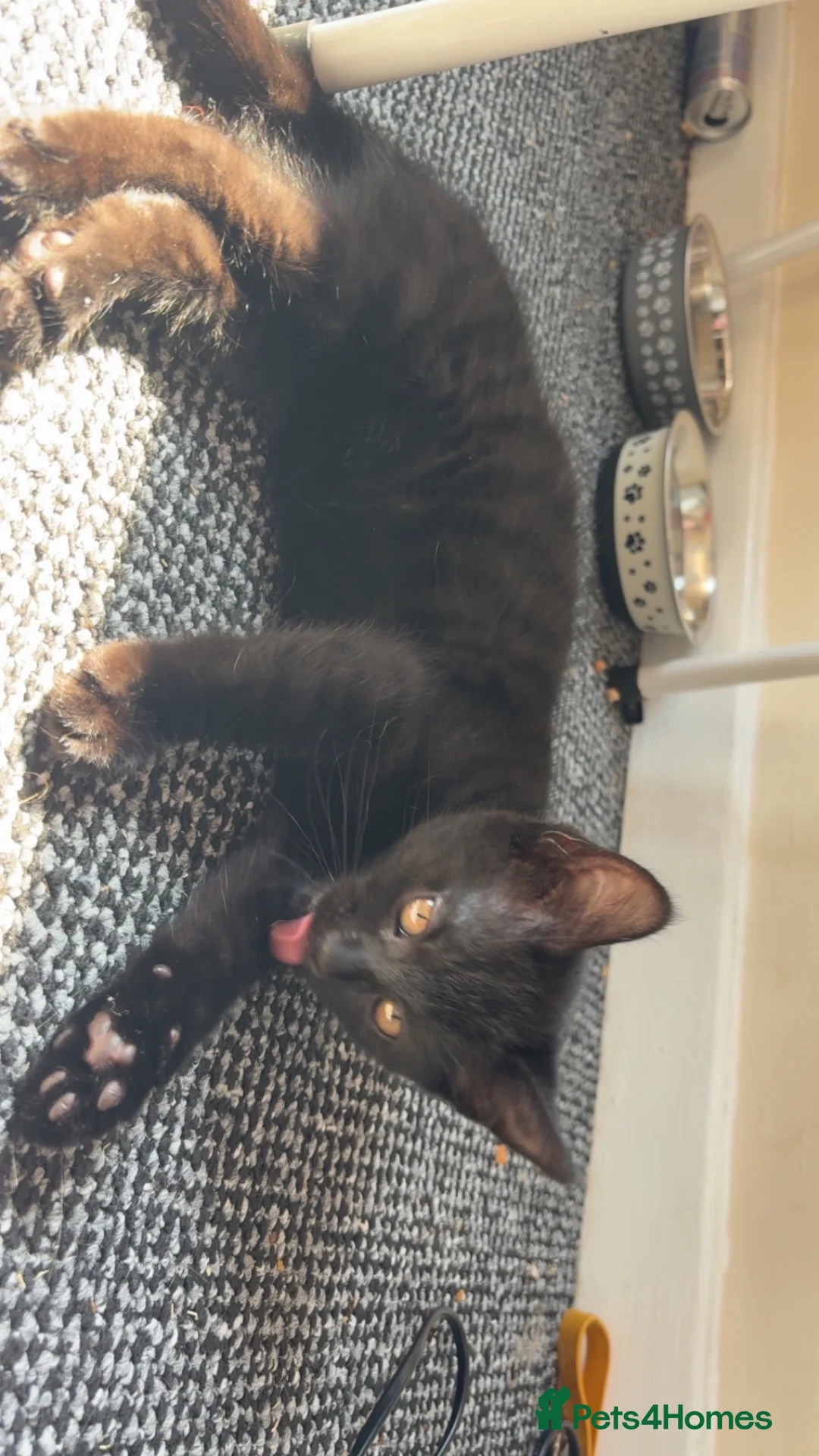 Mixed Breed cats for sale: Gorgeous female kitten  - Advert 2