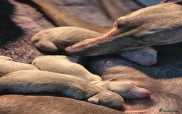 Whippet dogs for stud: Proven KC registered Laguna Whippet for stud - Image 5