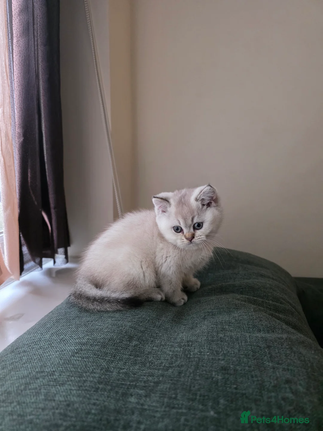 British Shorthair cats for sale: B.Shorthair Kittens Raised in a Loving Family Home - Advert 8