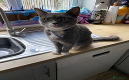 British Shorthair cats for sale: British short hair x tabby kittens  - Image 15