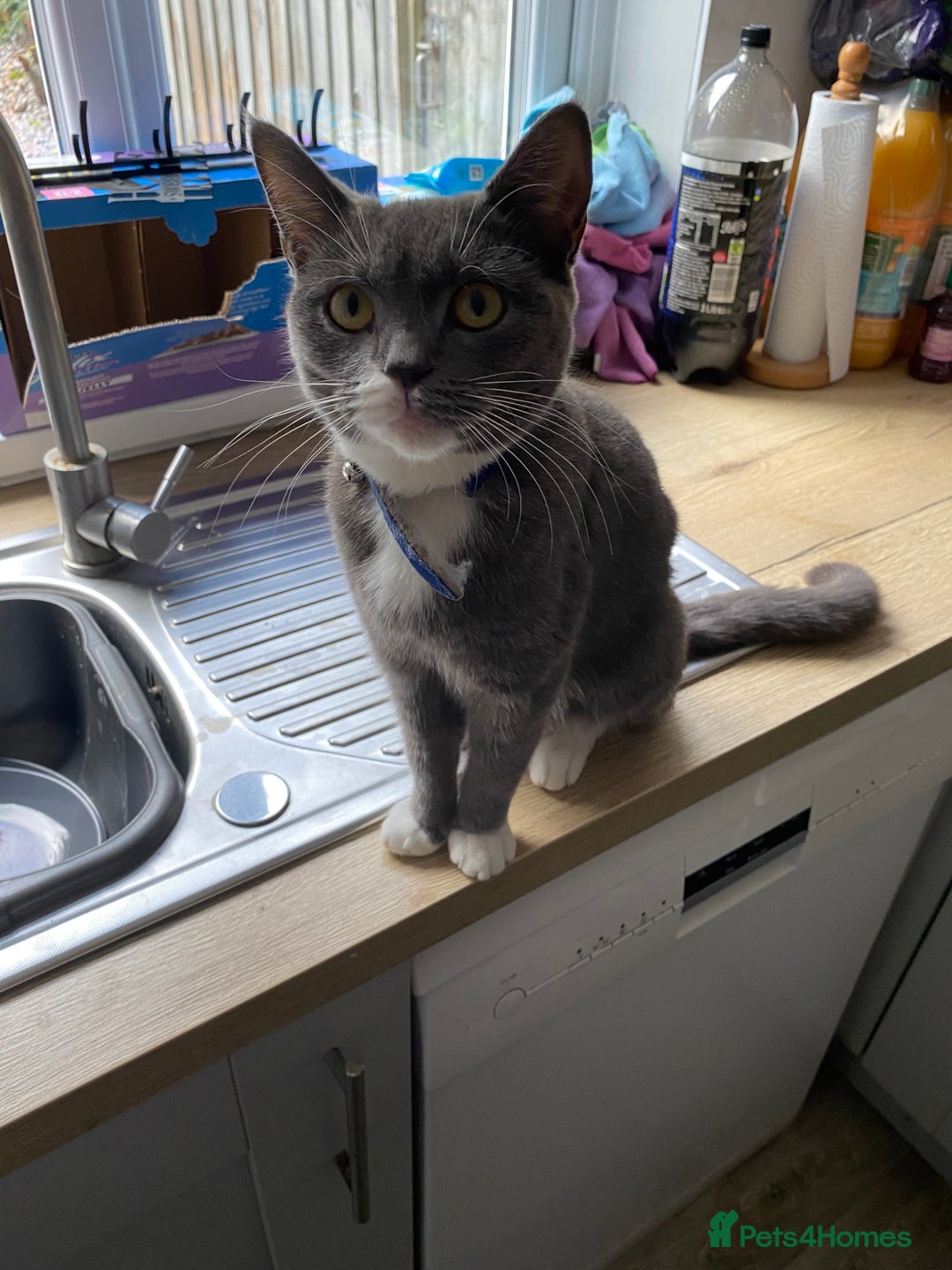 British Shorthair cats for sale: British short hair x tabby kittens  - Image 15