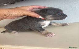 Mixed Breed dogs for sale: French billhuahua - Image 35