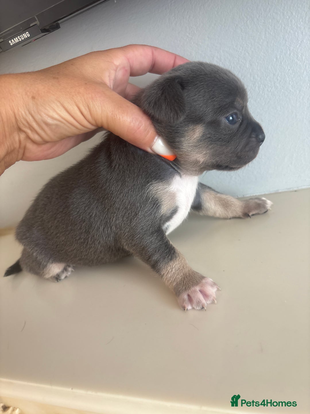 Mixed Breed dogs for sale: French billhuahua - Image 35