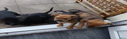 Mixed Breed dogs for sale:  Looking for loving families for 5 wonderful boys  in Walsall - Advert 4
