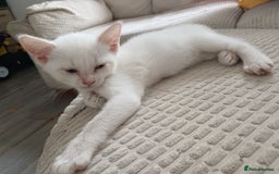Domestic Shorthair cats for sale: 3 beautiful kittens - Image 11