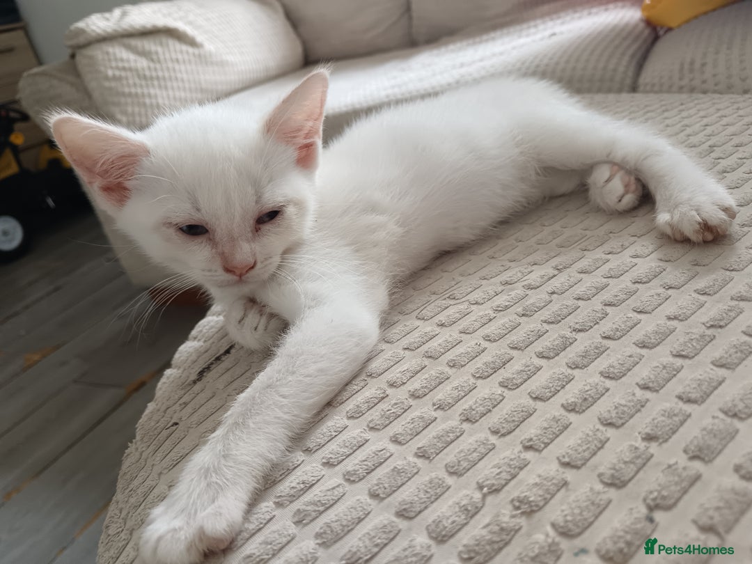 Domestic Shorthair cats for sale: 3 beautiful kittens - Image 11