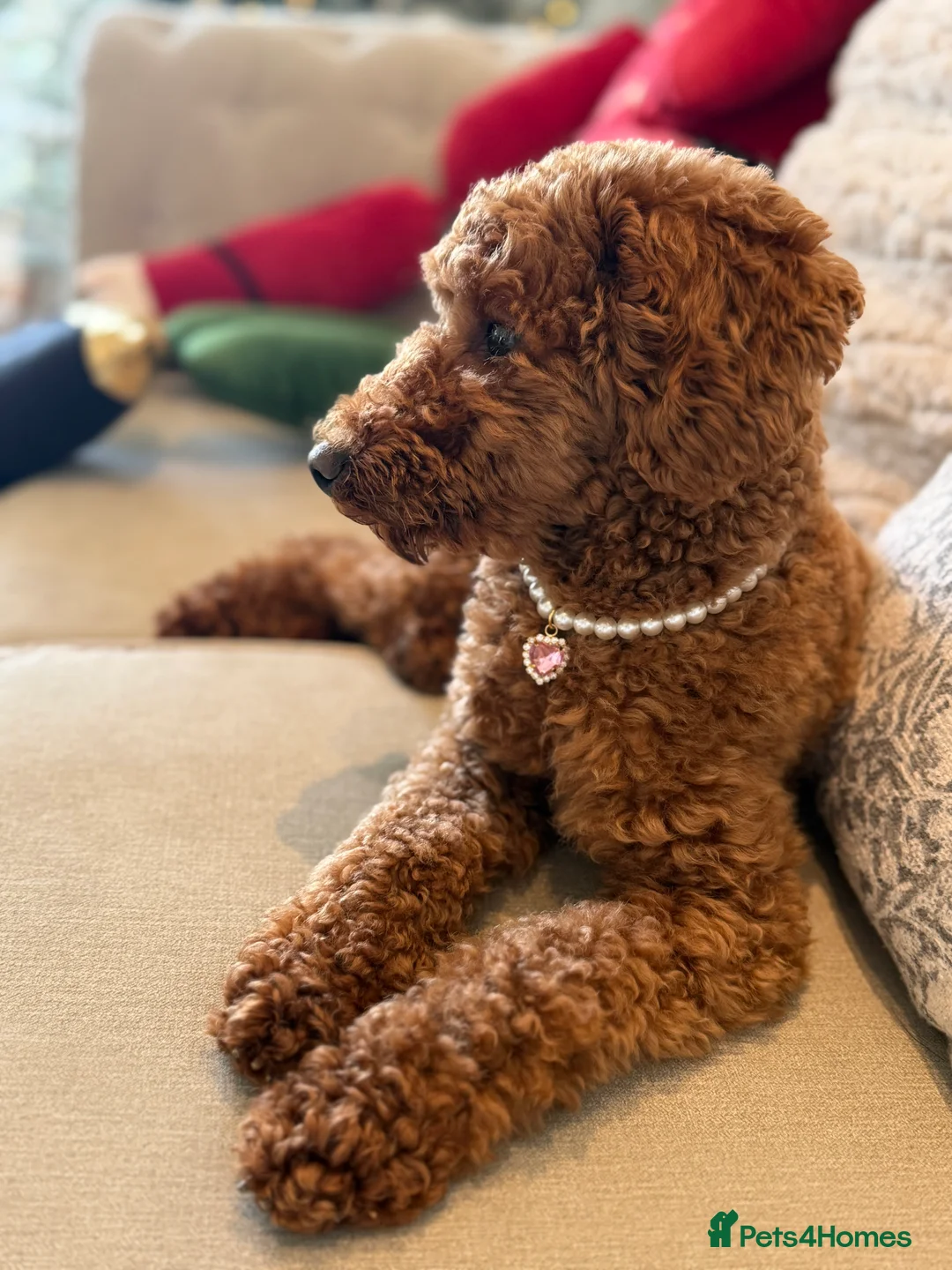 Miniature Poodle dogs for sale: Beautiful Miniature Poodle Female  - Advert 17