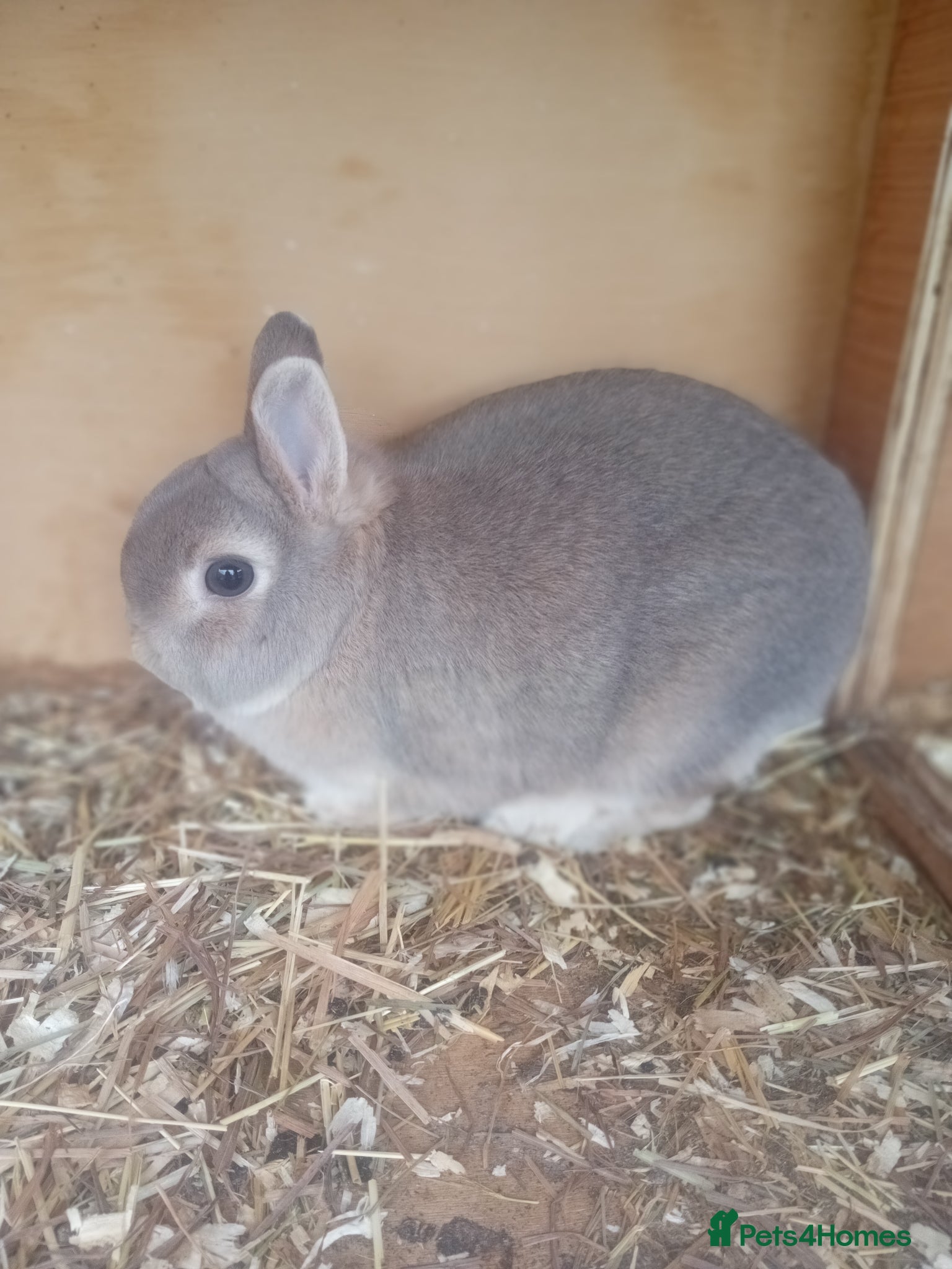 Netherland Dwarf rabbits Netherland dwarfs females - Advert 4