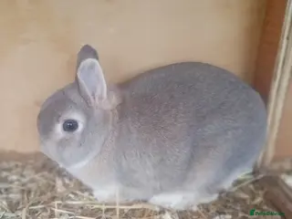 Netherland Dwarf rabbits Netherland dwarfs females - Advert 4