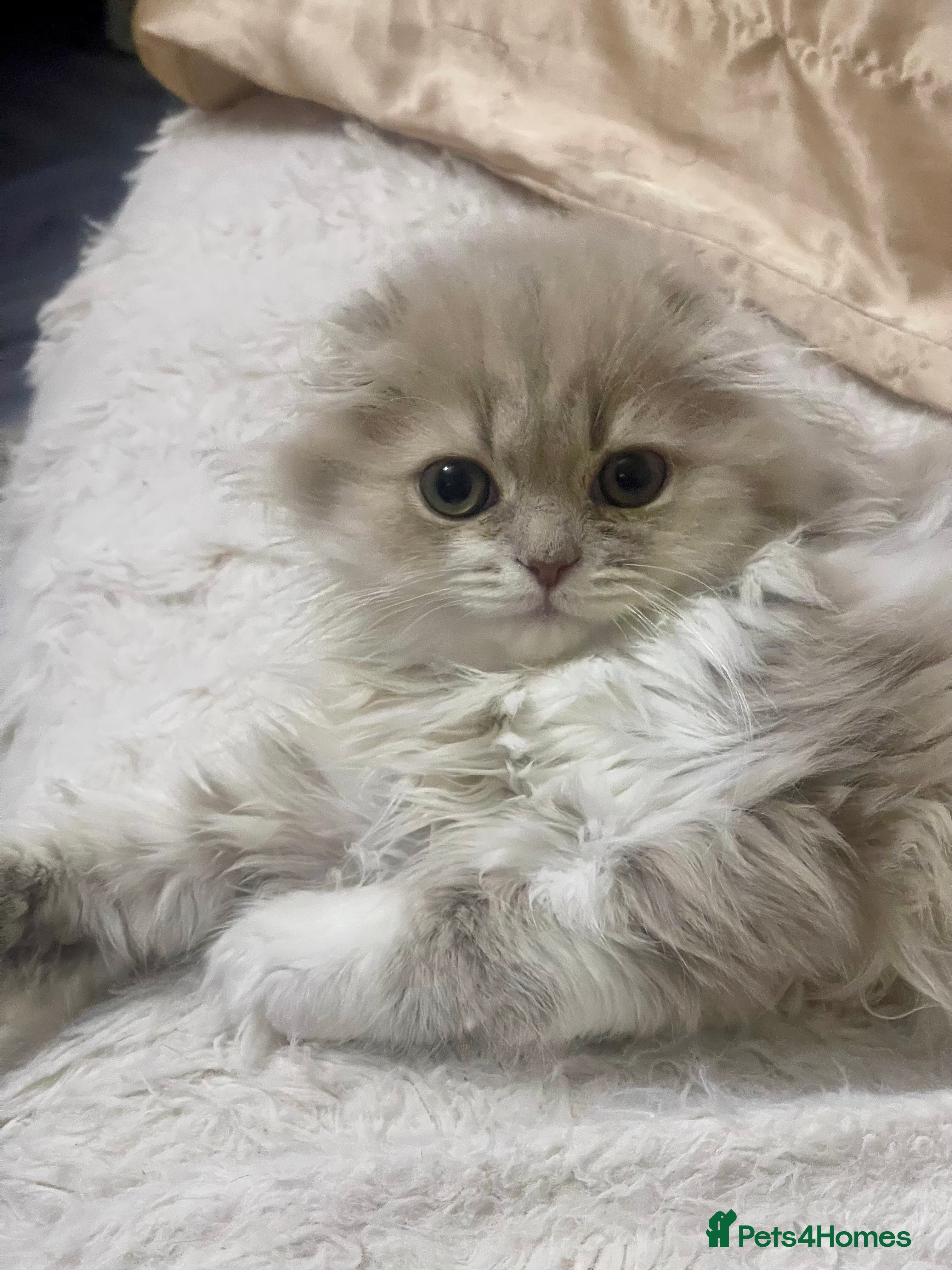 British Longhair cats beautiful lovely british long hair boy kitten - Advert 1