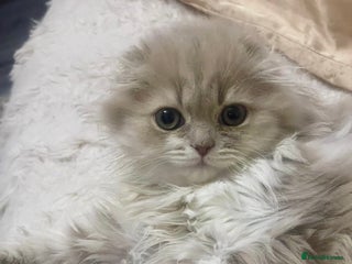 British Longhair cats beautiful lovely british long hair boy kitten - Advert 1