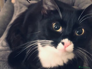 Ragdoll cats Ragdoll/British shorthair - Advert 1