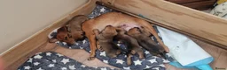 Mixed Breed dogs for sale: Border Terrier Cross Puppies - Advert 29