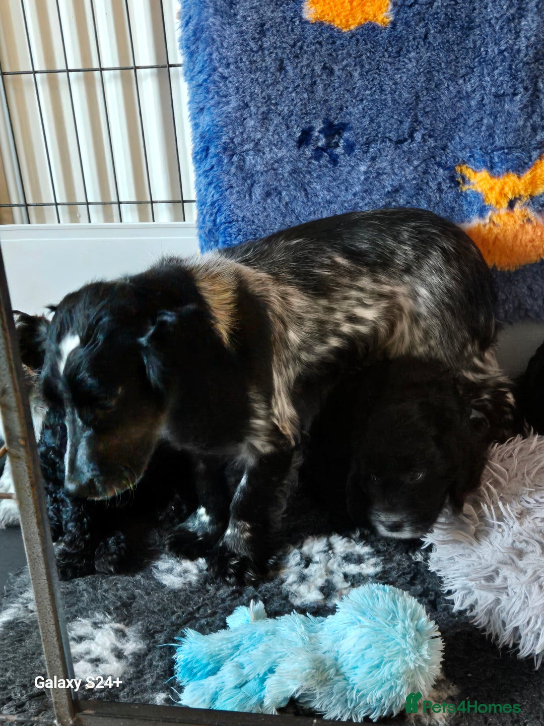 Cockapoo dogs for sale: Stunning f1 cockapoo puppys  - Image 11