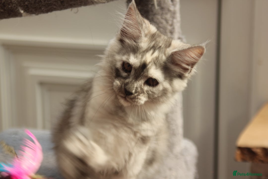 Maine Coon cats for sale: TICA PEDIGREE MAINE COON KITTENS  - Image 2