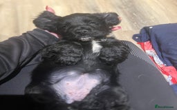 Cocker Spaniel dogs for sale:  4 Beautiful Cocker Spaniel Girls 🐶 - Image 5