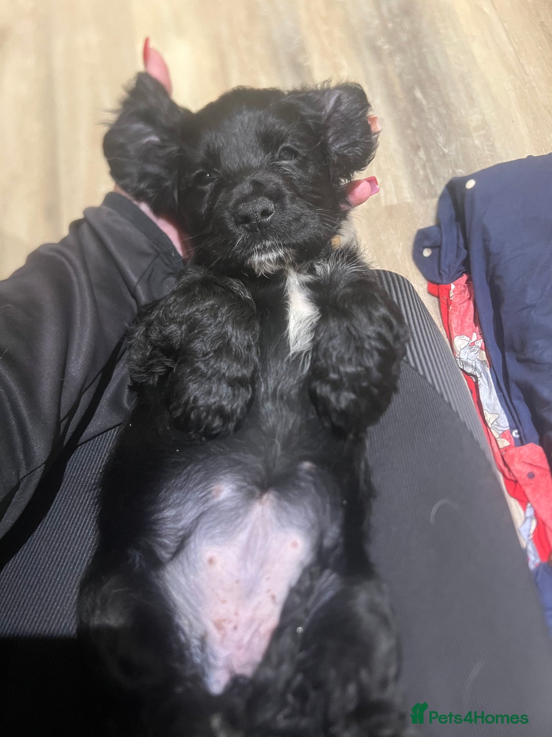 Cocker Spaniel dogs for sale:  4 Beautiful Cocker Spaniel Girls 🐶 - Image 5