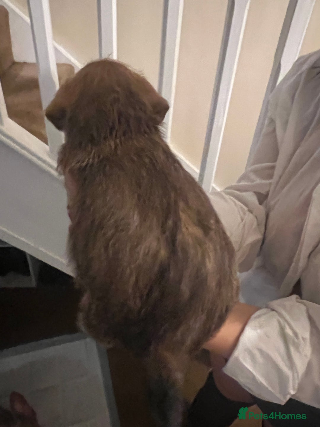 Mixed Breed dogs for sale: Meet our Beautiful Little Frockers ! - Image 4