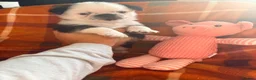 Pug dogs for sale: Panda 🐼 pug puppies carrying pink - Advert 13