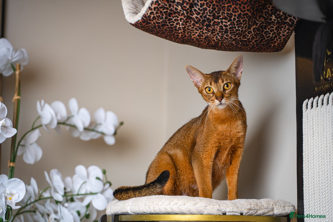 Abyssinian cats for sale: One of the Kind Abyssinian Girl-Champions Pedigree - Image 34