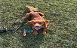 Cocker Spaniel dogs for sale: Pure bred, Cocker spaniels - Image 19
