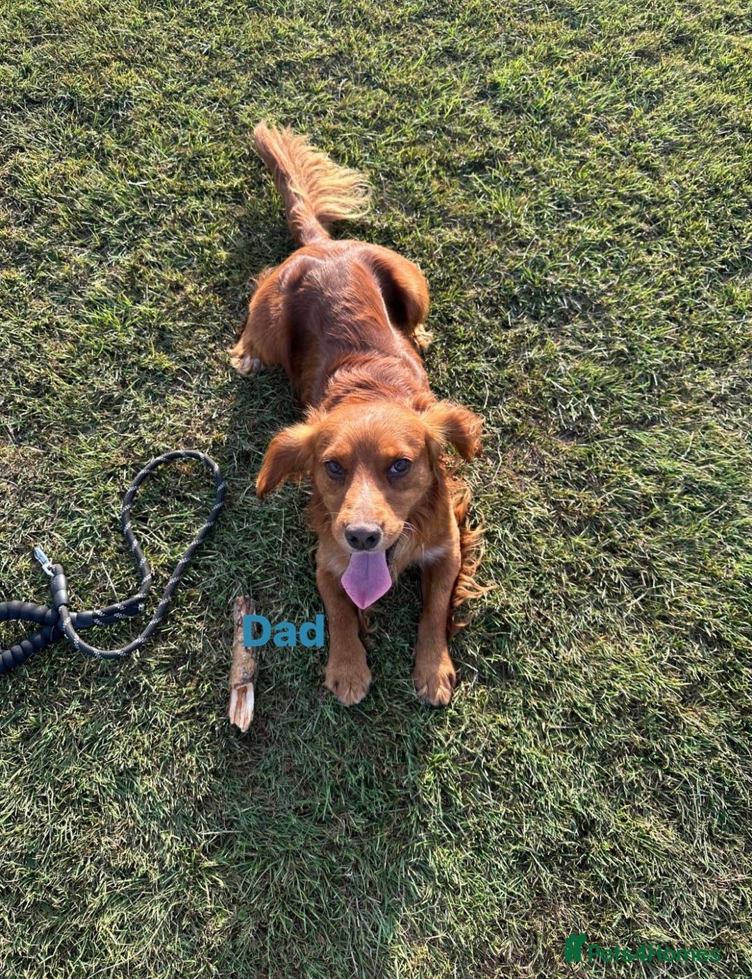 Cocker Spaniel dogs for sale: Pure bred, Cocker spaniels - Image 19