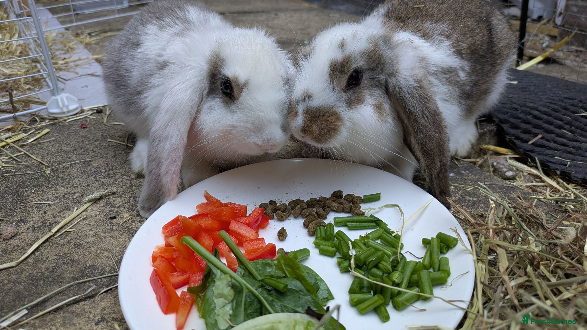 Mini Lop rabbits 2 Adorable mini lop baby bunnys - Advert 15