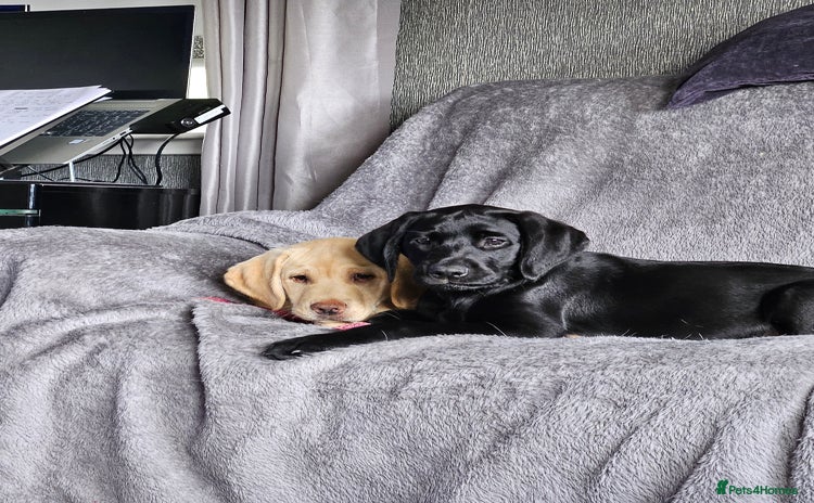 Labrador Retriever dogs in Cumnock - Advert 1