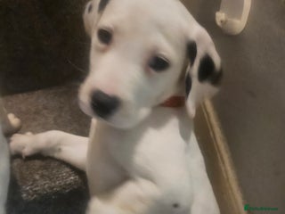 Dalmatian dogs Gorgeous kc dalmatians - Advert 5