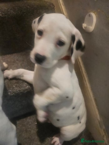 Dalmatian dogs Gorgeous kc dalmatians - Advert 5