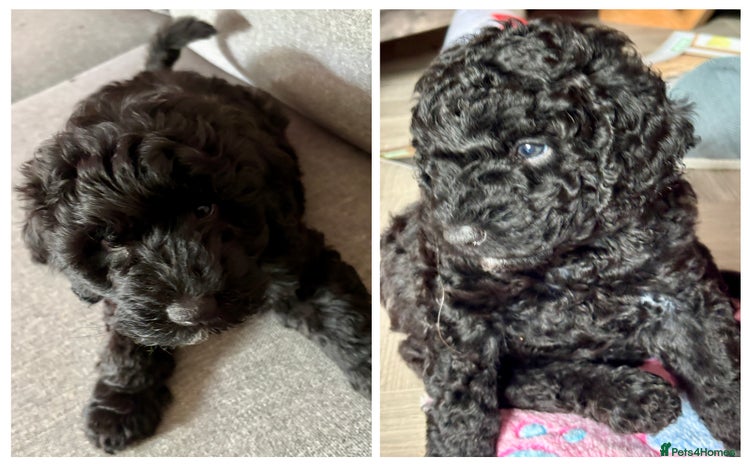 Australian Labradoodle dogs - Advert 1
